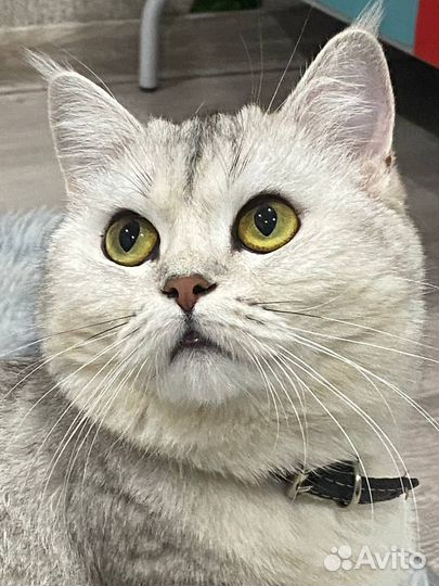 Британская кошка