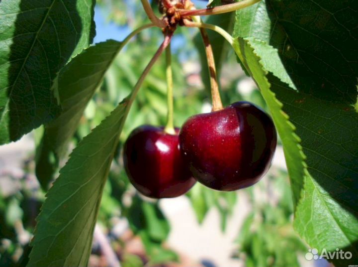 Саженцы черешни Федора (логри)