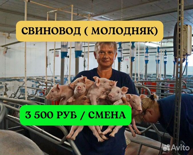 Разнорабочий свинокомплекса. Вахта проезд питание