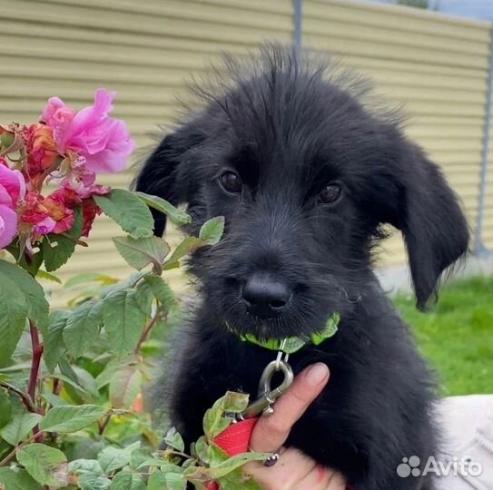 Пума до сих пор в приюте