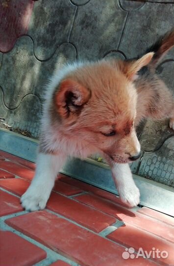 Щенок в добрые руки бесплатно