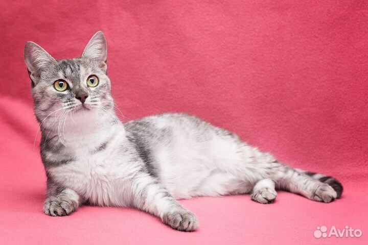 Ласковая Стефочка в дар