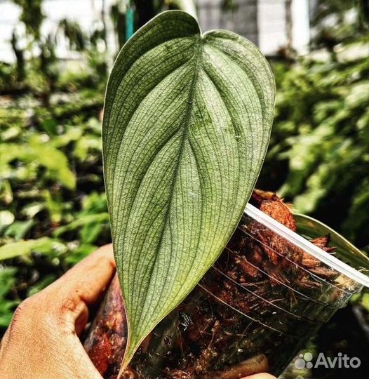 Филодендрон Burle Marx Fantasy