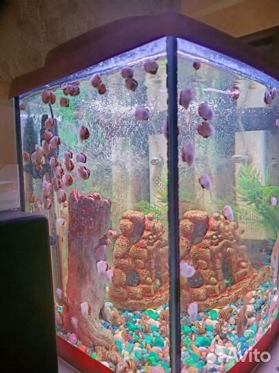 Улитки аквариумные