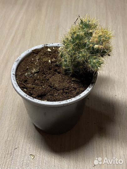 Кактусы и суккуленты