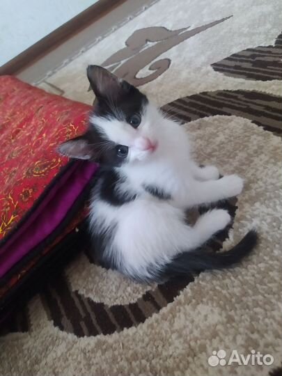 Котёнок