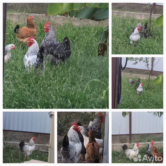 Петухи молодые