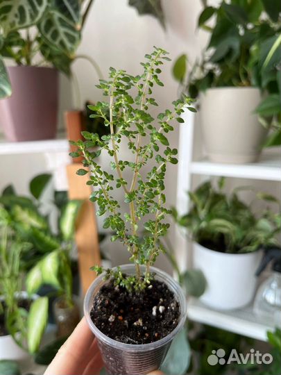 Пилея 4 сорта