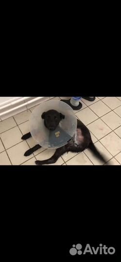 Собаки бесплатно