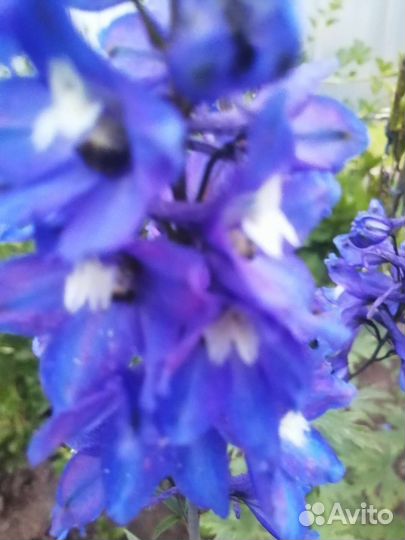 Дельфиниум многолетний