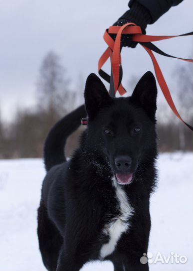 Собака ищет дом