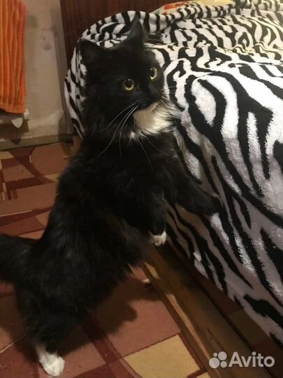 Кошки в добрые руки