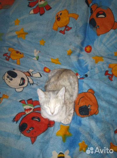 Отдам котят