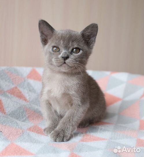 Бурманские котята wcf