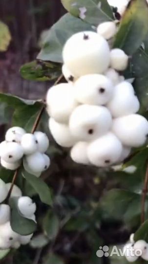 Снежноягодник