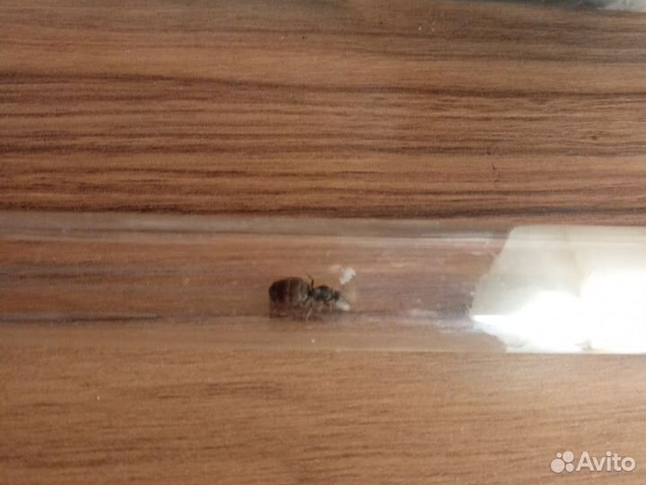 Самки lasius Niger с расплодом