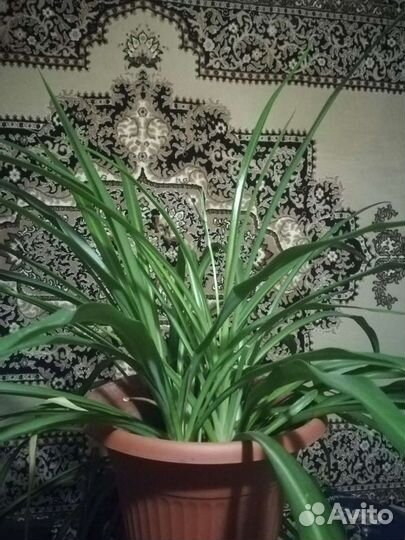 Хлорофитум