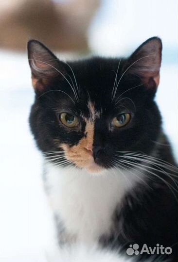 Трёхцветная Мисти в добрые руки