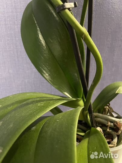 Орхидея фаленопсис Дикий кот