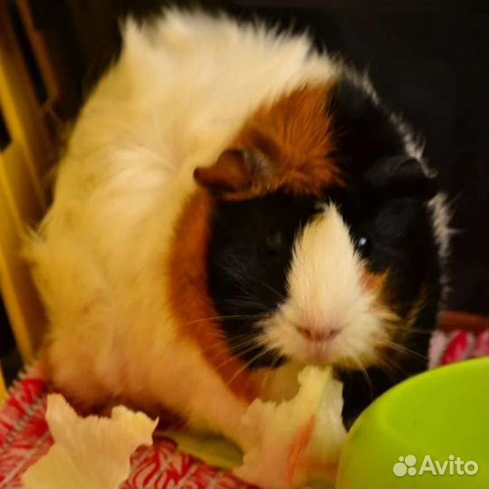 Морские свинки + клетка + вальер