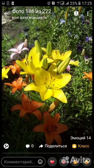 Голландские лилии