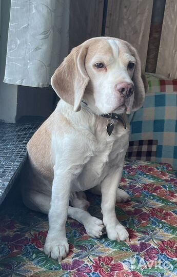 Передержка собак породы Бигль