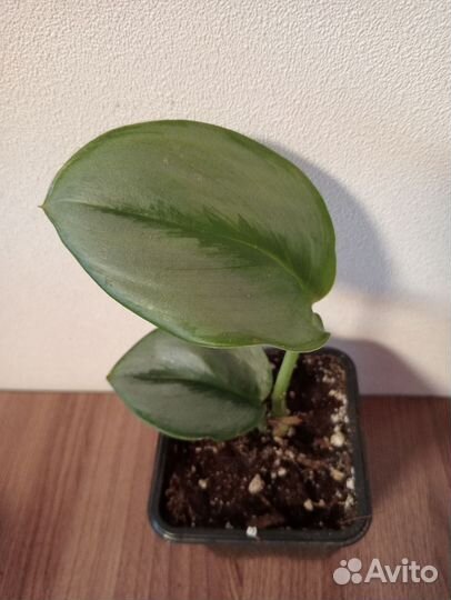 Эпипремнумы, спиндапсусы, хойи