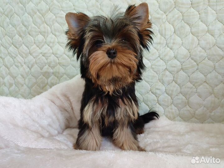 Крошки на ладошке. Йорики