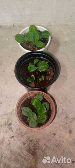 Замиокулькас зензи, карликовый