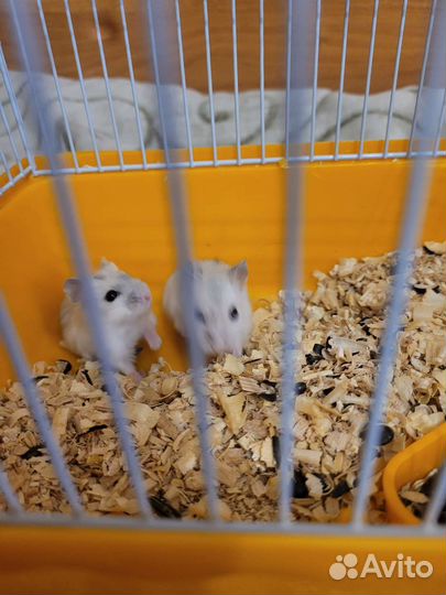 Джунгарский хомяк с клеткой