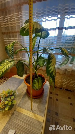 Диффенбахия тропик сноу