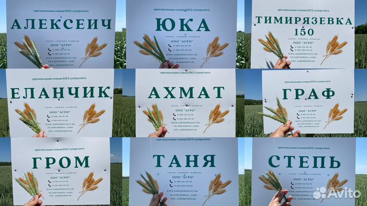 Элитные семена пшеницы