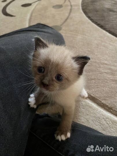 Кошка помесь