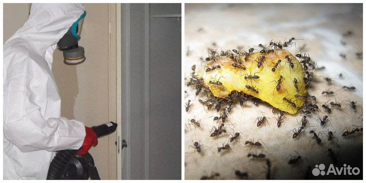 Уничтожение клопов тараканов плесени запахов