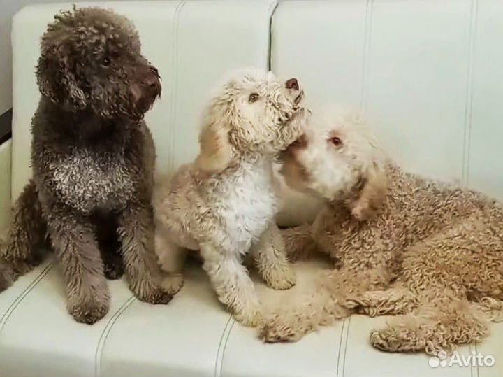 Открыт ранний резерв бронь на щенков