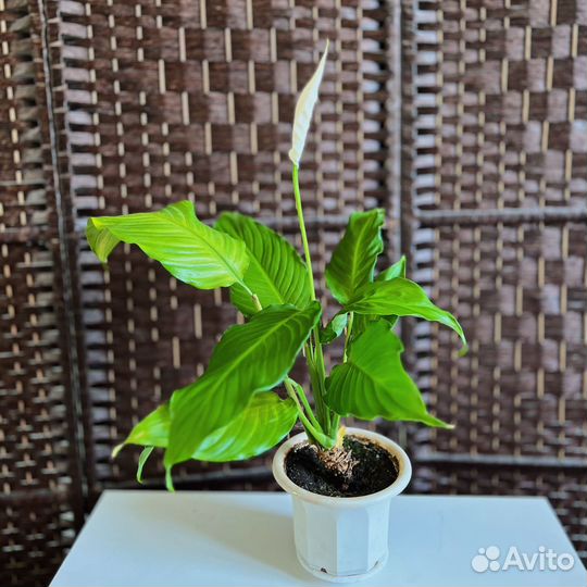 Спатифиллум - цветы любви