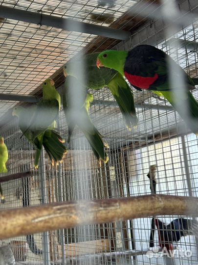 Краснокрылый попугай