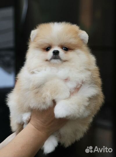 Щенок померанского шпица