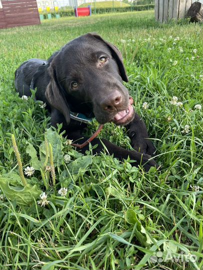 Кобель лабрадора вязка