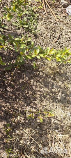 Саженцы айва японская и слива красная,сирень белая