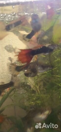 Аквариумные рыбки гуппи