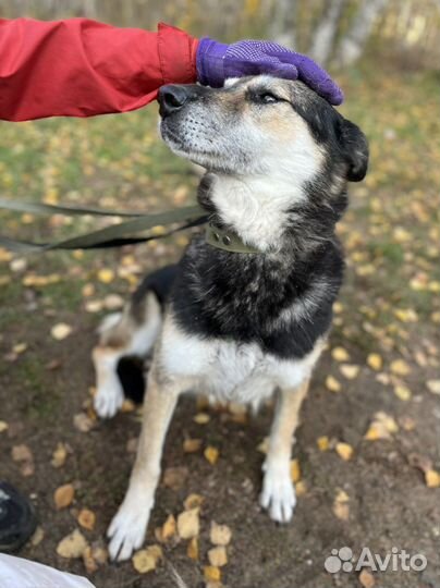 Робкая собака трусишка