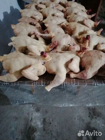 Тушка цыплят бройлеры