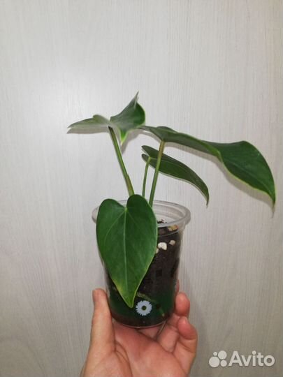 Антуриум Юта (старый сорт, Голландия)