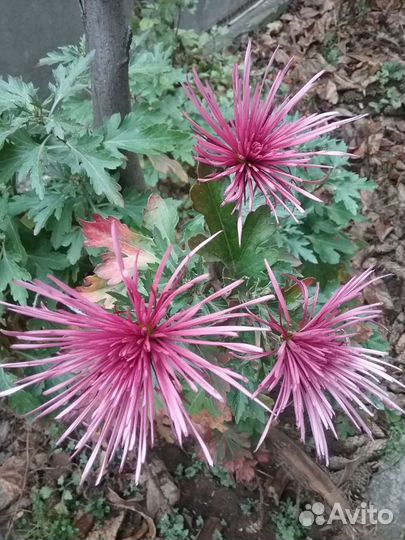 Цветы комнатные и садовые