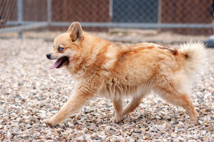 Рыжая голубоглазая шипперке Роуз в добрые руки