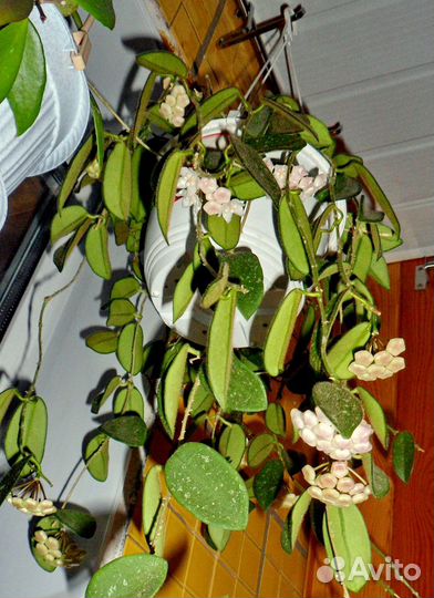 Хойи (много), кодонанта грасилис, др