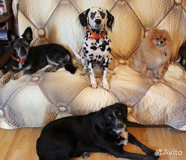 Передержка мелких пород собак