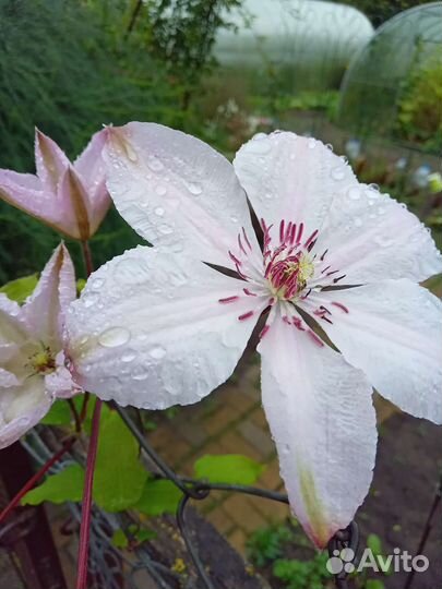 Клематисы.бронь на весну