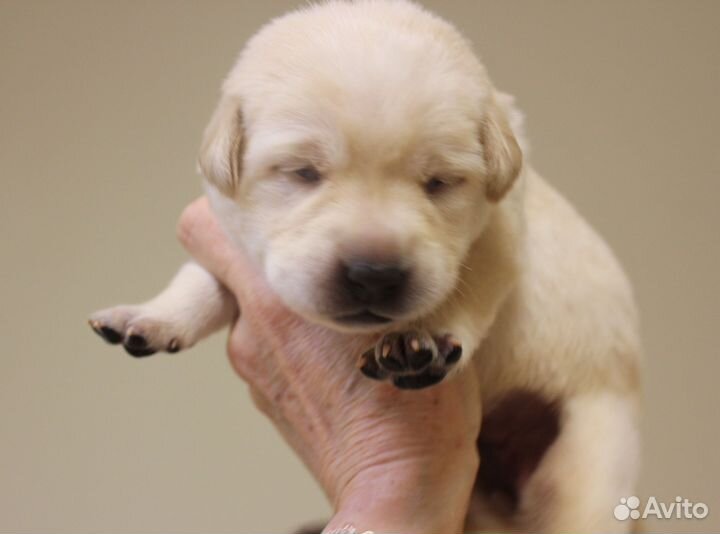 Щенки лабрадора палевые
